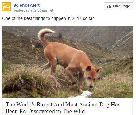 Ancient dog rediscovered in the wild.