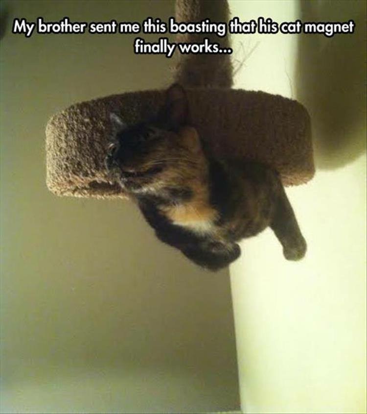 cat magnet funny - My brother sent me this boasting that his cat magnet finally works...