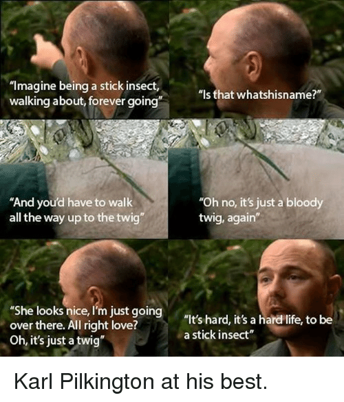 incect meme - "Imagine being a stick insect, walking about, forever going" "Is that whatshisname?" "And you'd have to walk all the way up to the twig" "Oh no, it's just a bloody twig, again" "She looks nice, I'm just going over there. All right love? Oh, 