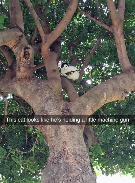 cat in tree with gun - This cat looks he's holding a little machine gun