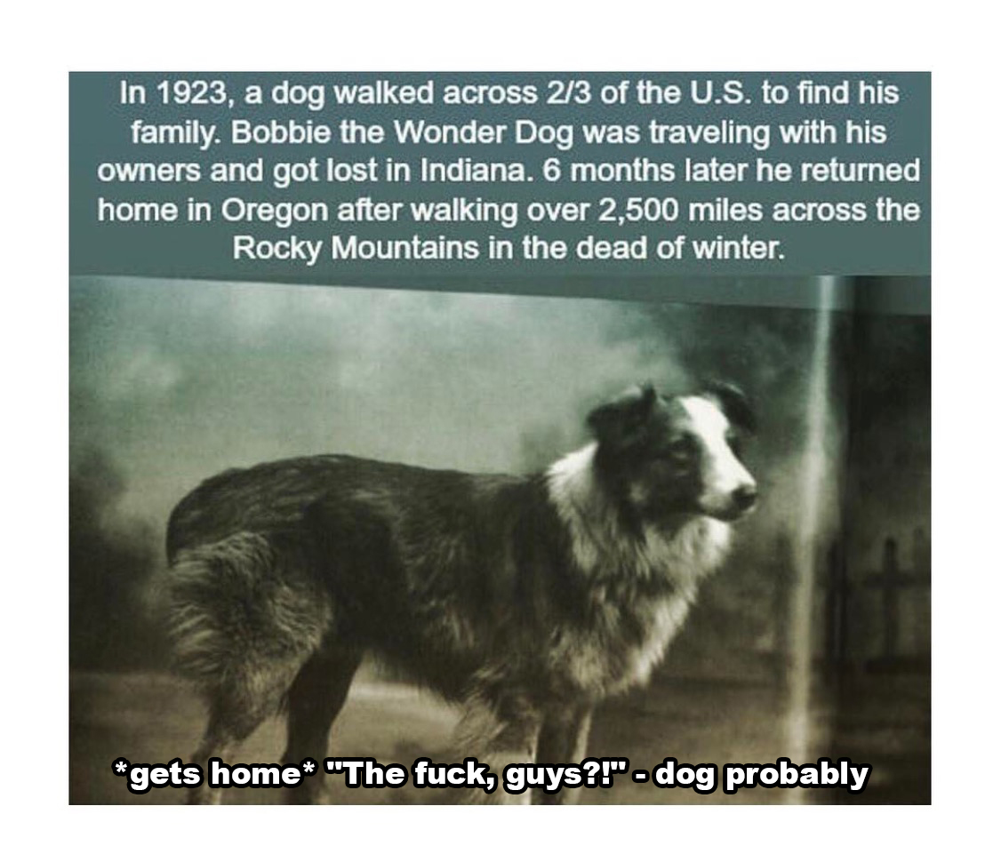 most interesting facts on dogs - In 1923, a dog walked across 23 of the U.S. to find his family. Bobbie the Wonder Dog was traveling with his owners and got lost in Indiana. 6 months later he returned home in Oregon after walking over 2,500 miles across t