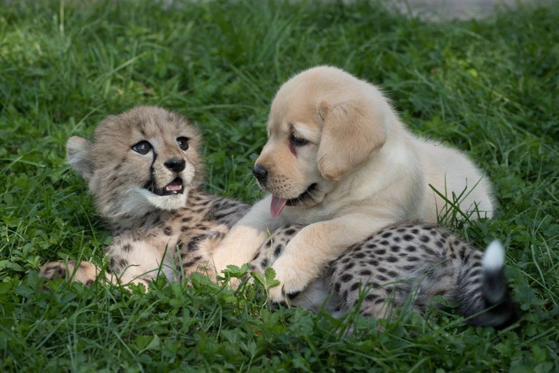 columbus zoo cheetah