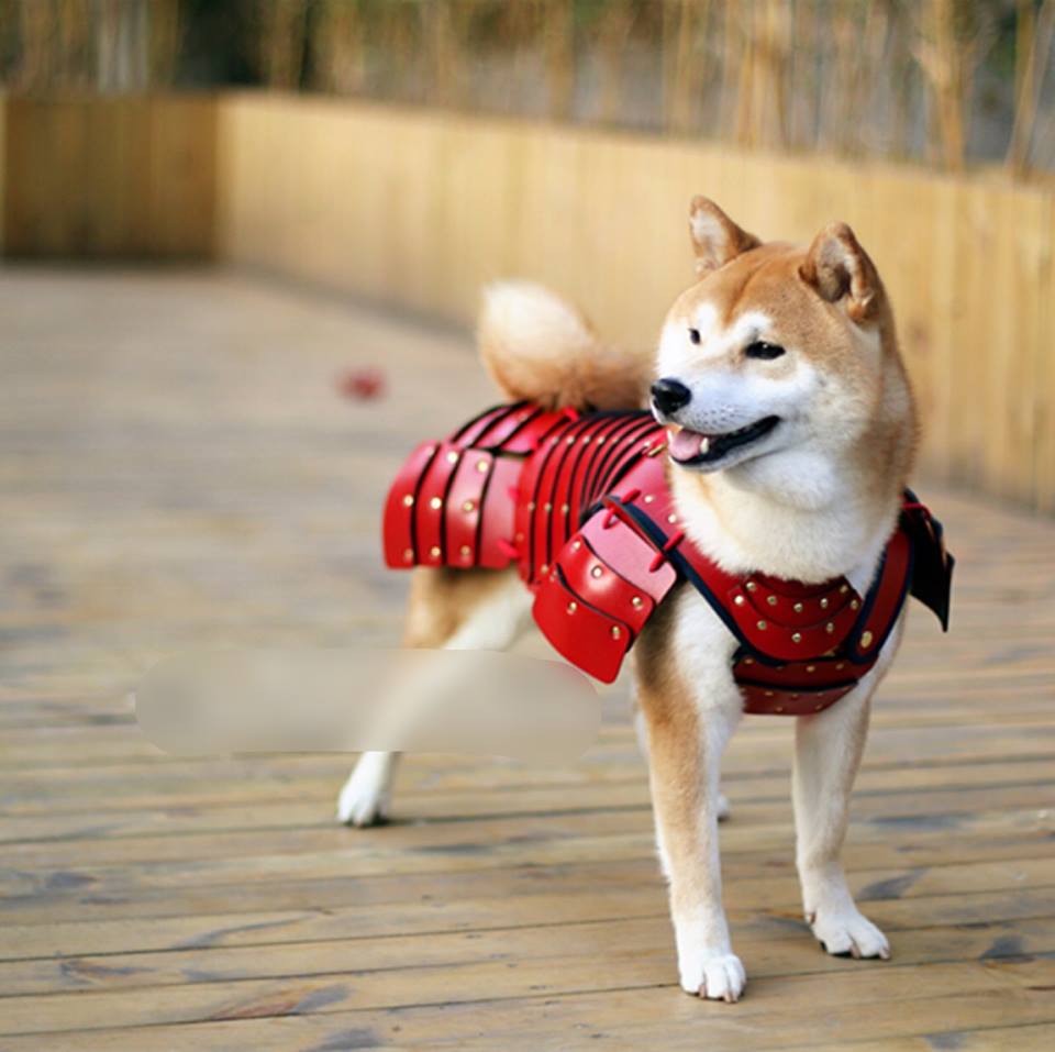 shiba inu armor