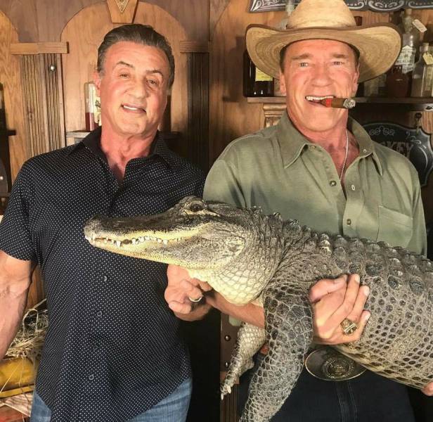 Picture of Sylvester Stallone and Arnold Schwarzenegger holding a crocodile and cigar in the mouth.