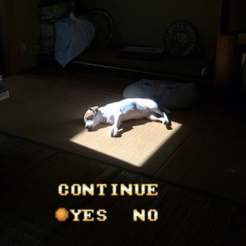 Dog sleeping in light from the window memed to look like end of video game.