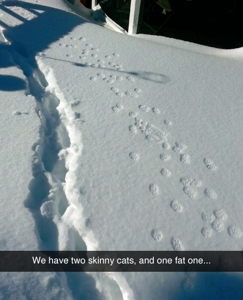 snow tracks with comment that they have two skinny cats and one fat one.