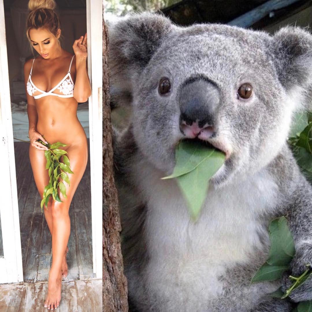Koala reacts to woman wearing provocatively some eucalyptus branches.