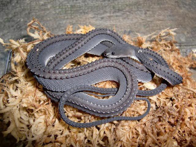 dragon snake - Pp