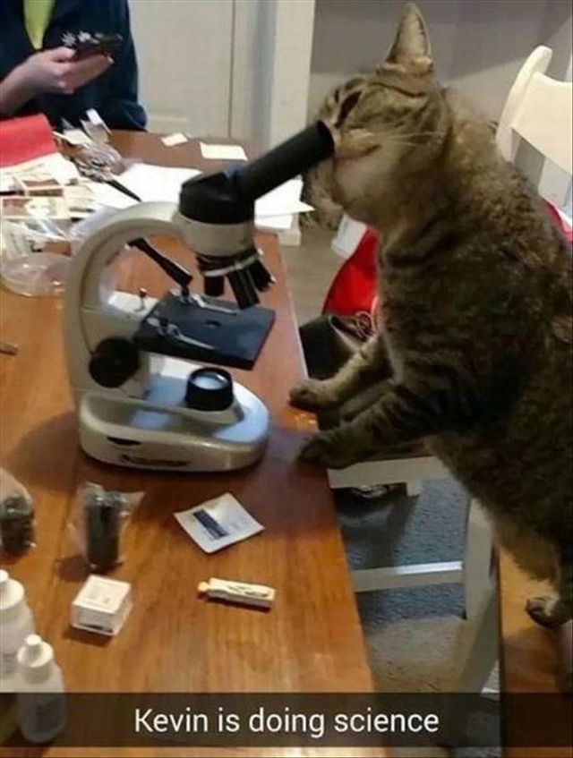 cat looking in microscope - Kevin is doing science