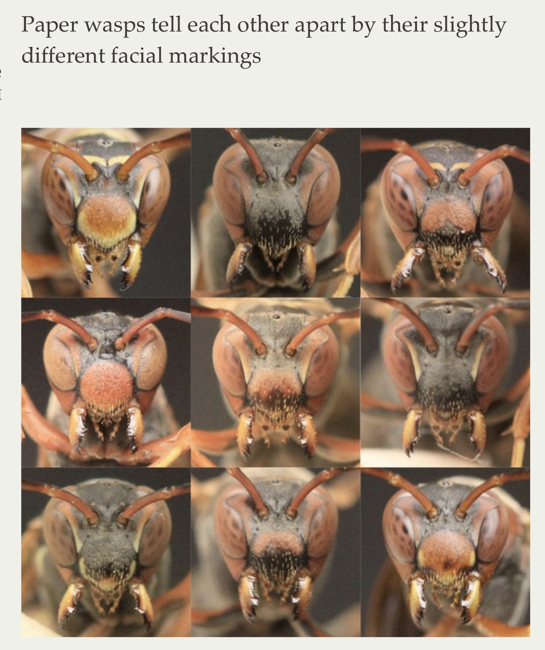 paper wasp faces - Paper wasps tell each other apart by their slightly different facial markings