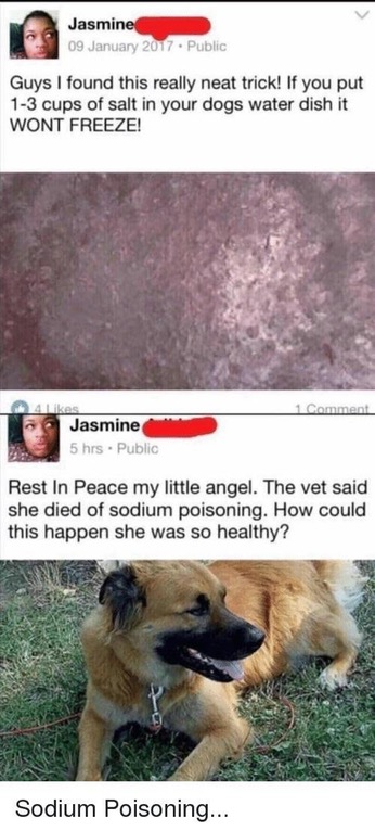 put salt in your dogs water - Jasmine Public Guys I found this really neat trick! If you put 13 cups of salt in your dogs water dish it Wont Freeze! 1 comment Jasmine 5 hrs. Public Rest In Peace my little angel. The vet said she died of sodium poisoning. 