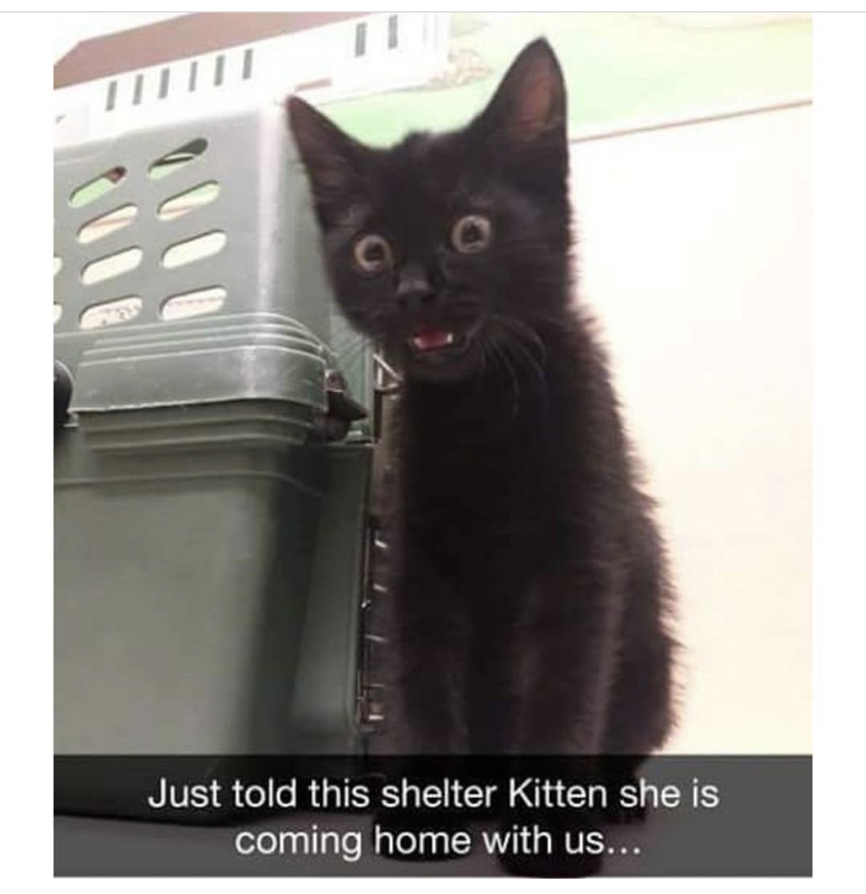 memes 2018 animal - Just told this shelter Kitten she is coming home with us...