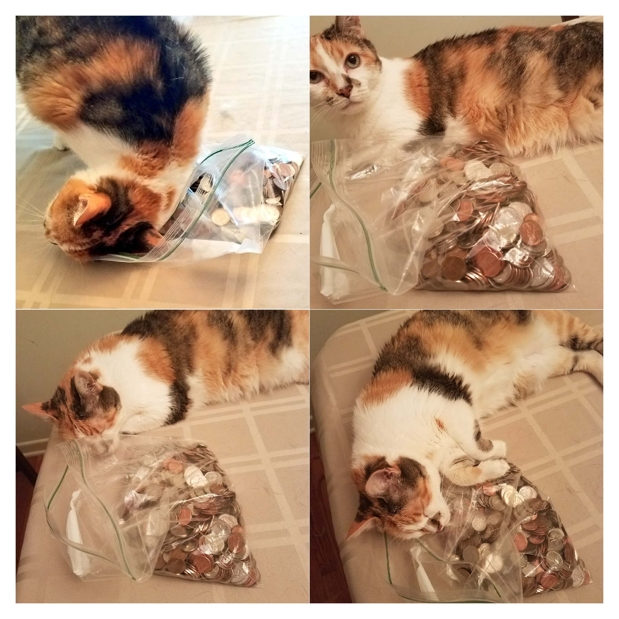 Cat that loves a bag of money.