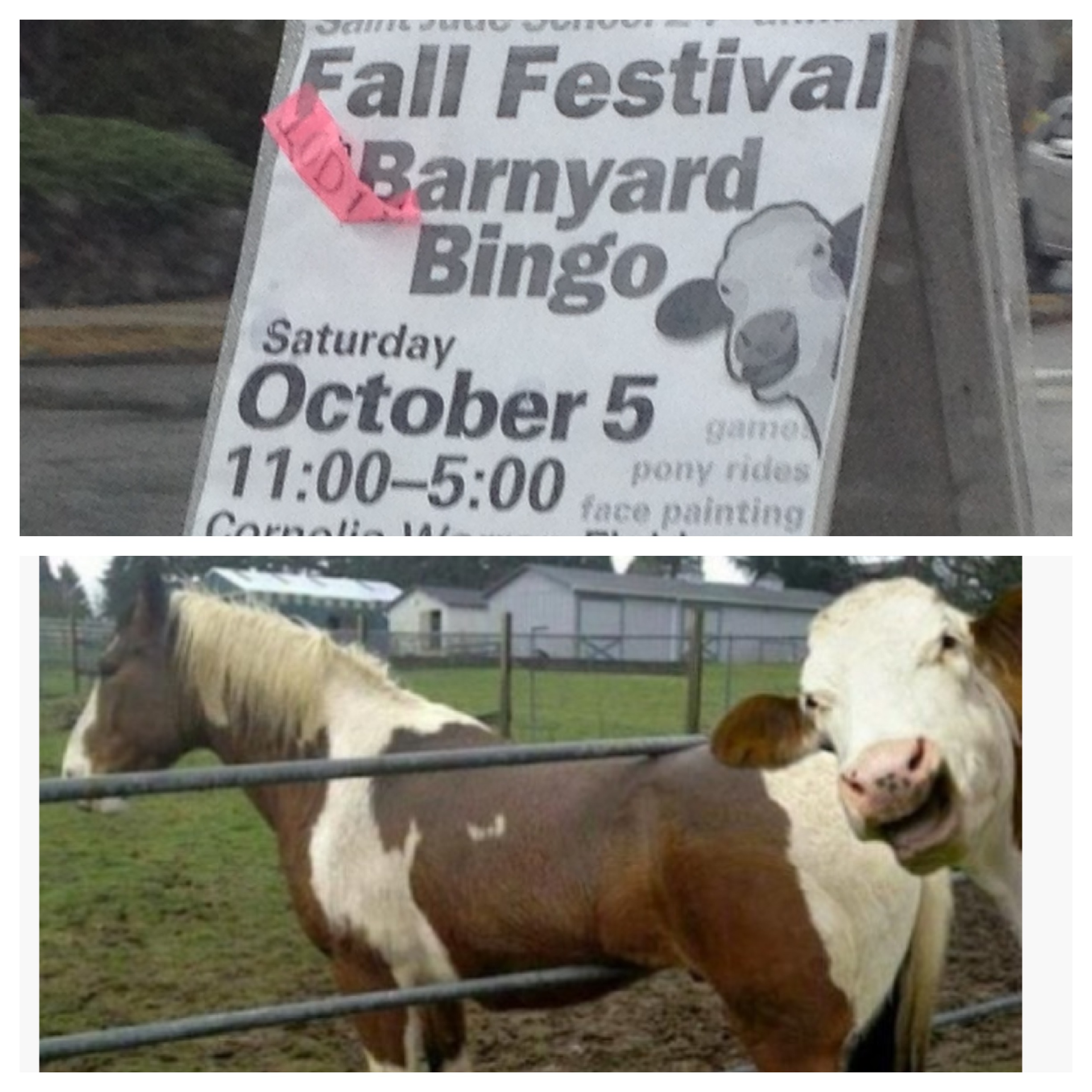 Advertisement on the side of the road for a barnyard bingo, with the source pic of the smiling cow graphic it used.