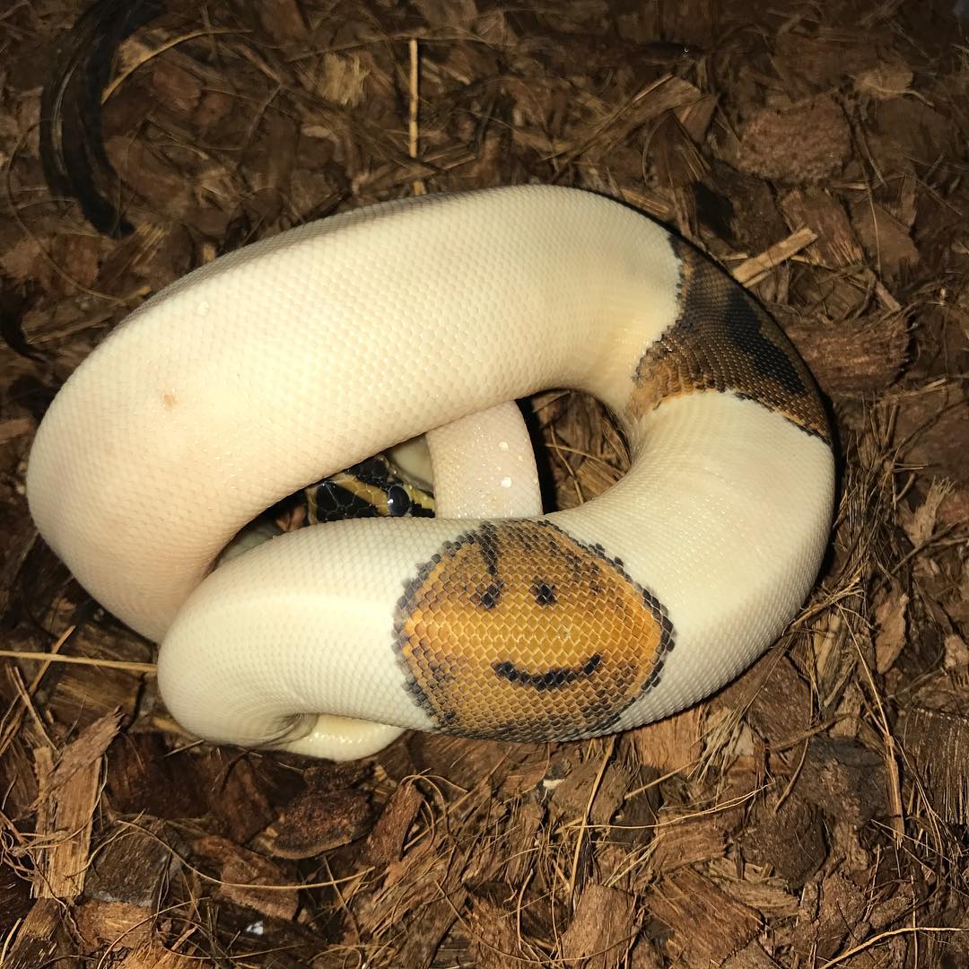 Snake with a smiley face on his scales.
