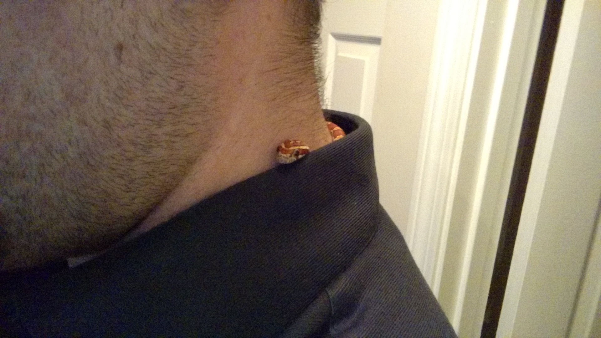 Adorable little snake that is hiding in a mans collar.