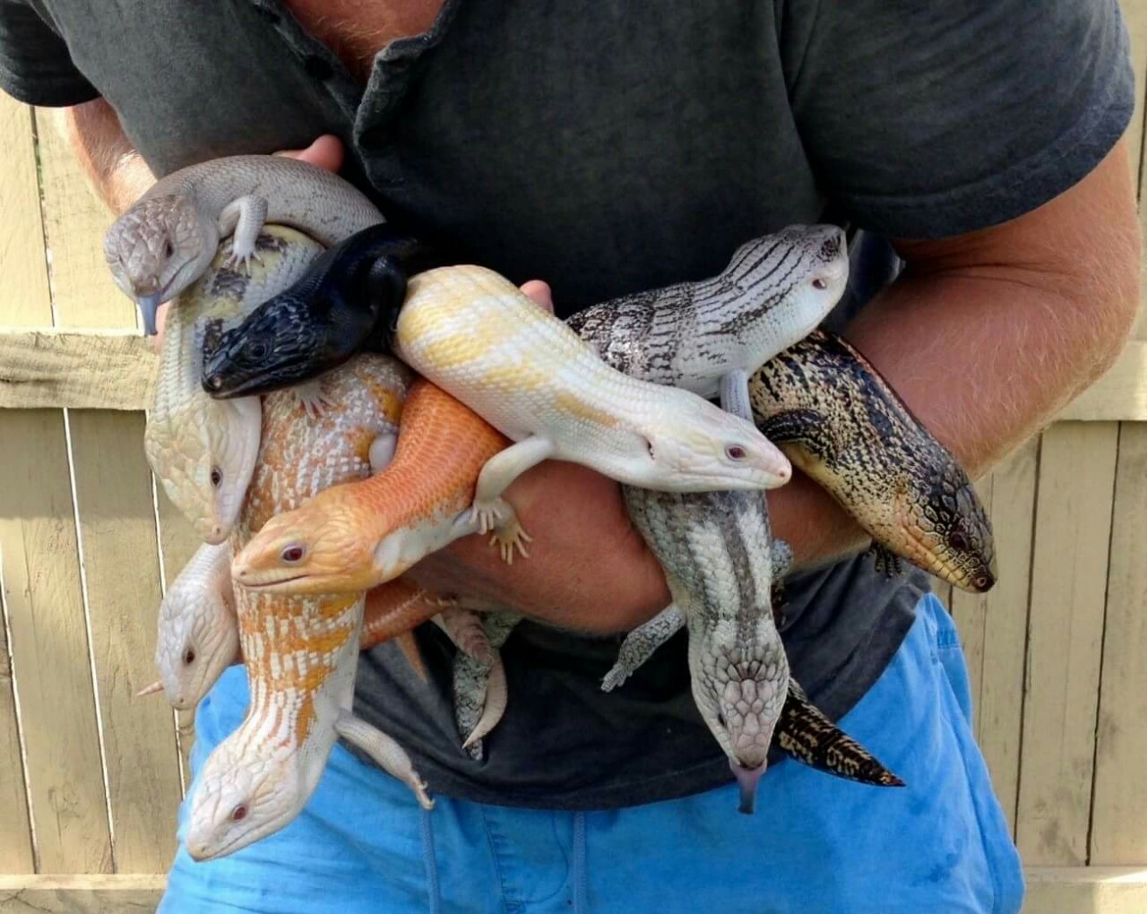 Someone holding a bunch of lizards