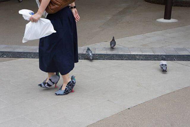 make pigeon shoes