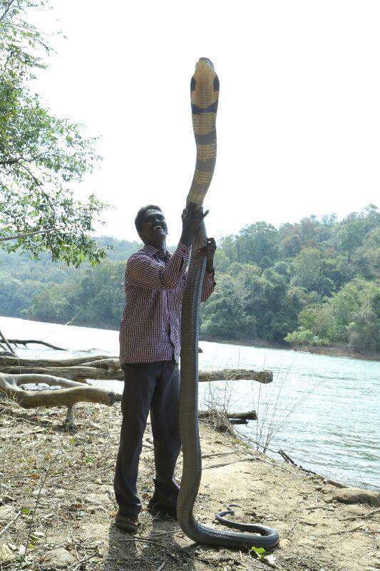 Man holding a snake that is standing much taller than him.
