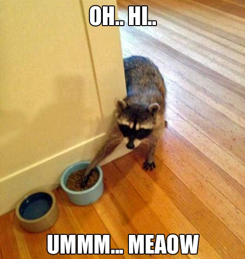 cool pic funny animal pictures with captions - Ummm... Meaow