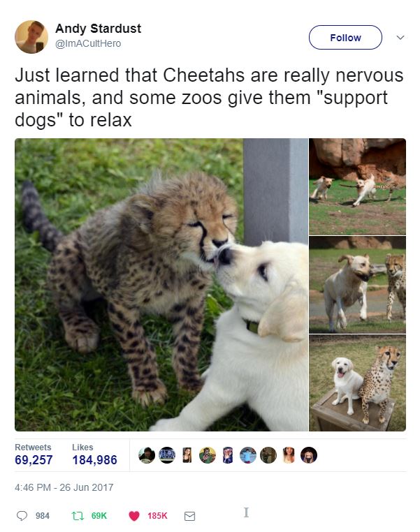 cool pic cheetahs get support dogs - Andy Stardust Just learned that Cheetahs are really nervous animals, and some zoos give them "support dogs" to relax 69,257 184,986 984 I