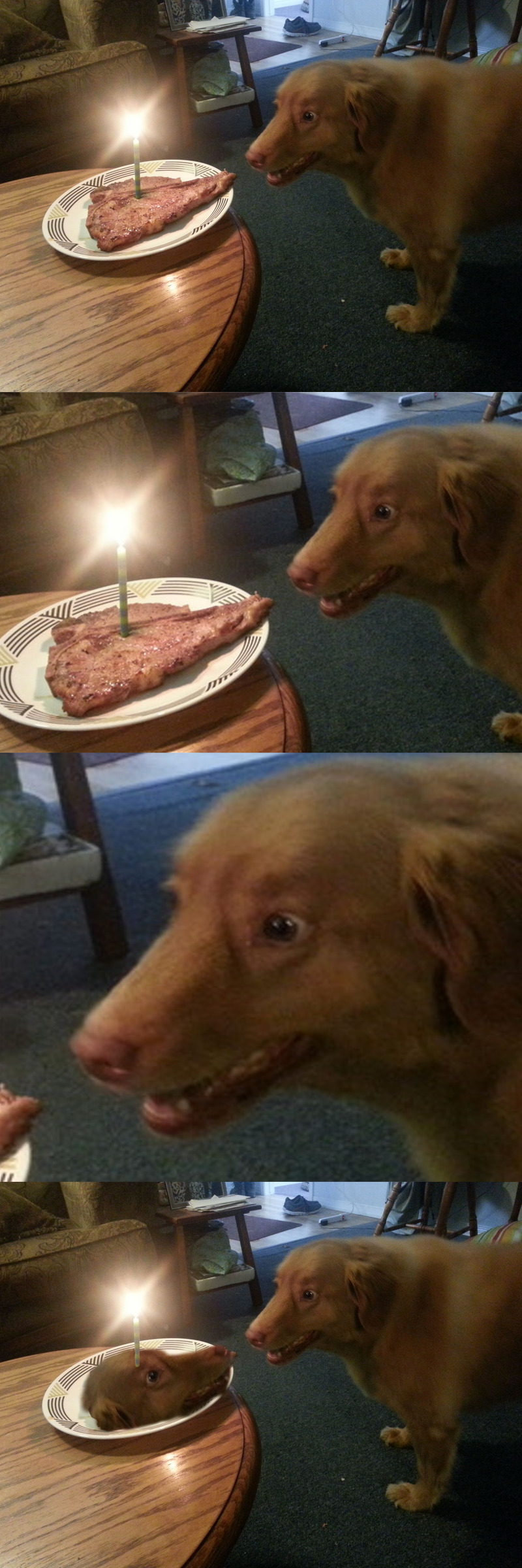 dog gets pizza for his birthday and see's himself in the pizza.