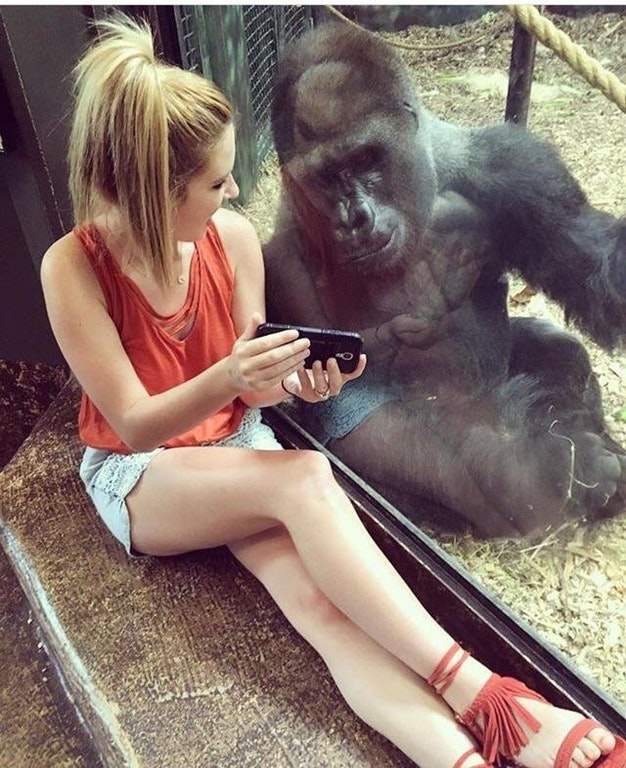 Woman showing her smartphone to a very interested Gorilla through the safety glass of his enclosure at a zoo.