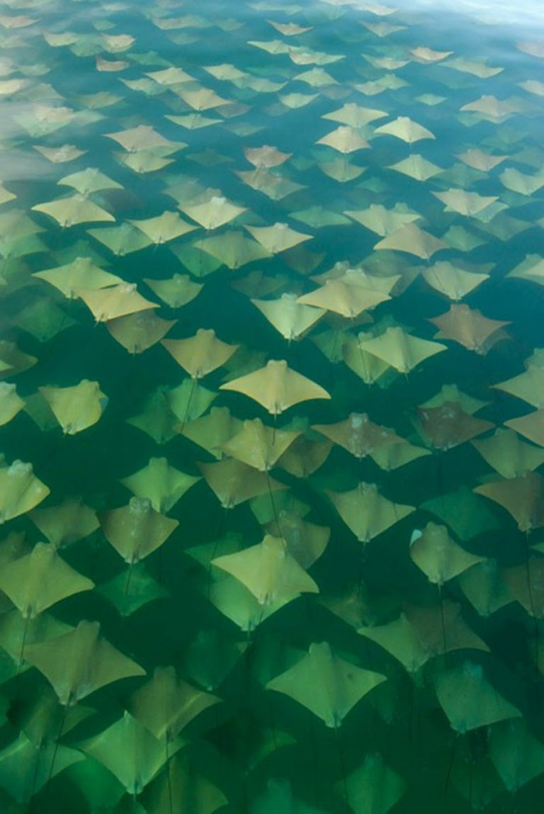 Sea of migrating manta rays