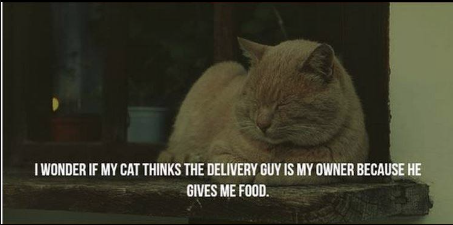 Meme of a cat asking if the cat thinks the delivery guy owns his owner because he keeps bringing him food.