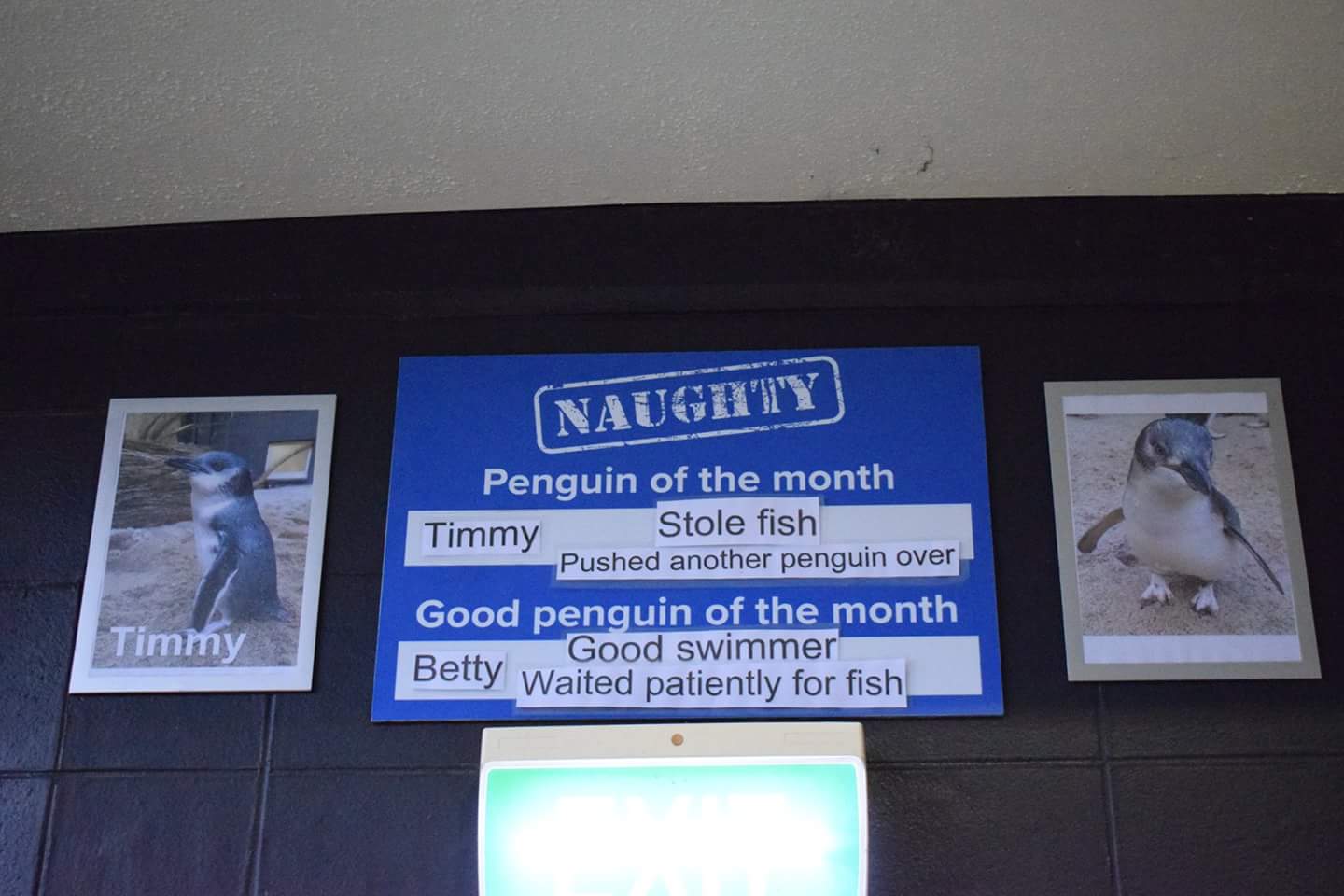 naughty penguin of the month - Naugimiy Penguin of the month Timmy Stole fish Pushed another penguin over Good penguin of the month Good swimmer belly Waited patiently for fish, Timmy