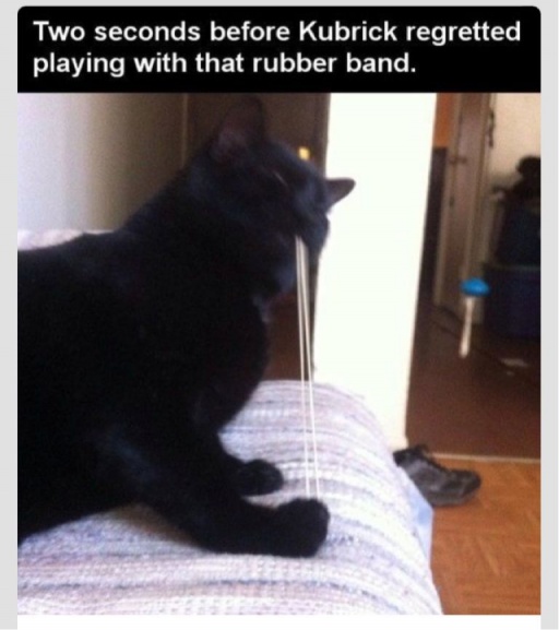 cat playing with rubber band - Two seconds before Kubrick regretted playing with that rubber band.