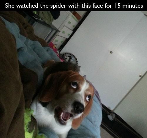 dog not impressed gif - She watched the spider with this face for 15 minutes