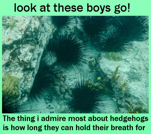 random government 2.0 - look at these boys go! The thing i admire most about hedgehogs is how long they can hold their breath for