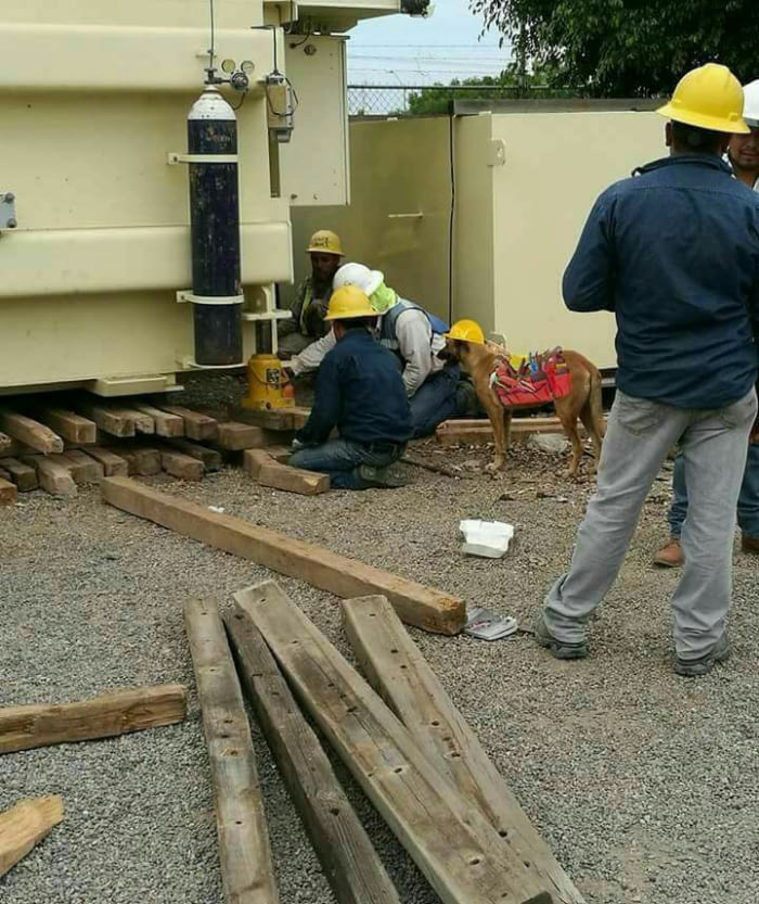 random Funny pic of dog wearing a hard hat and paying attention to the work like the men.