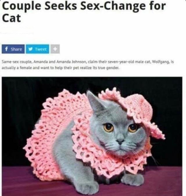 cat sex - Couple Seeks SexChange for Cat f Tweet Samesex couple, Amanda and Amanda Johnson, claim their sevenyearold male cat, Wolfgang.is actually a female and want to help their pet realize its true gender