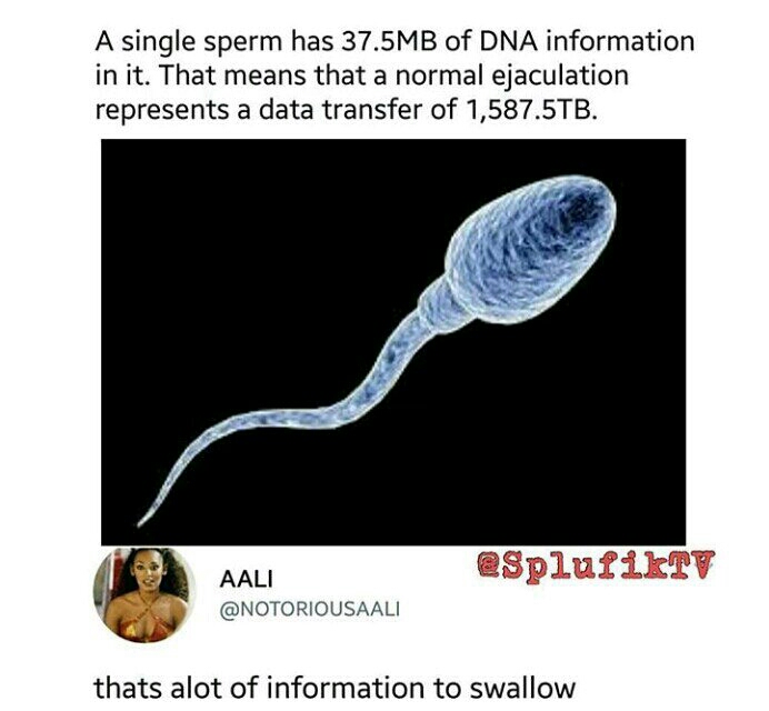 A single sperm has 37.5MB of Dna information in it. That means that a normal ejaculation represents a data transfer of 1,587.5TB. Aali thats alot of information to swallow