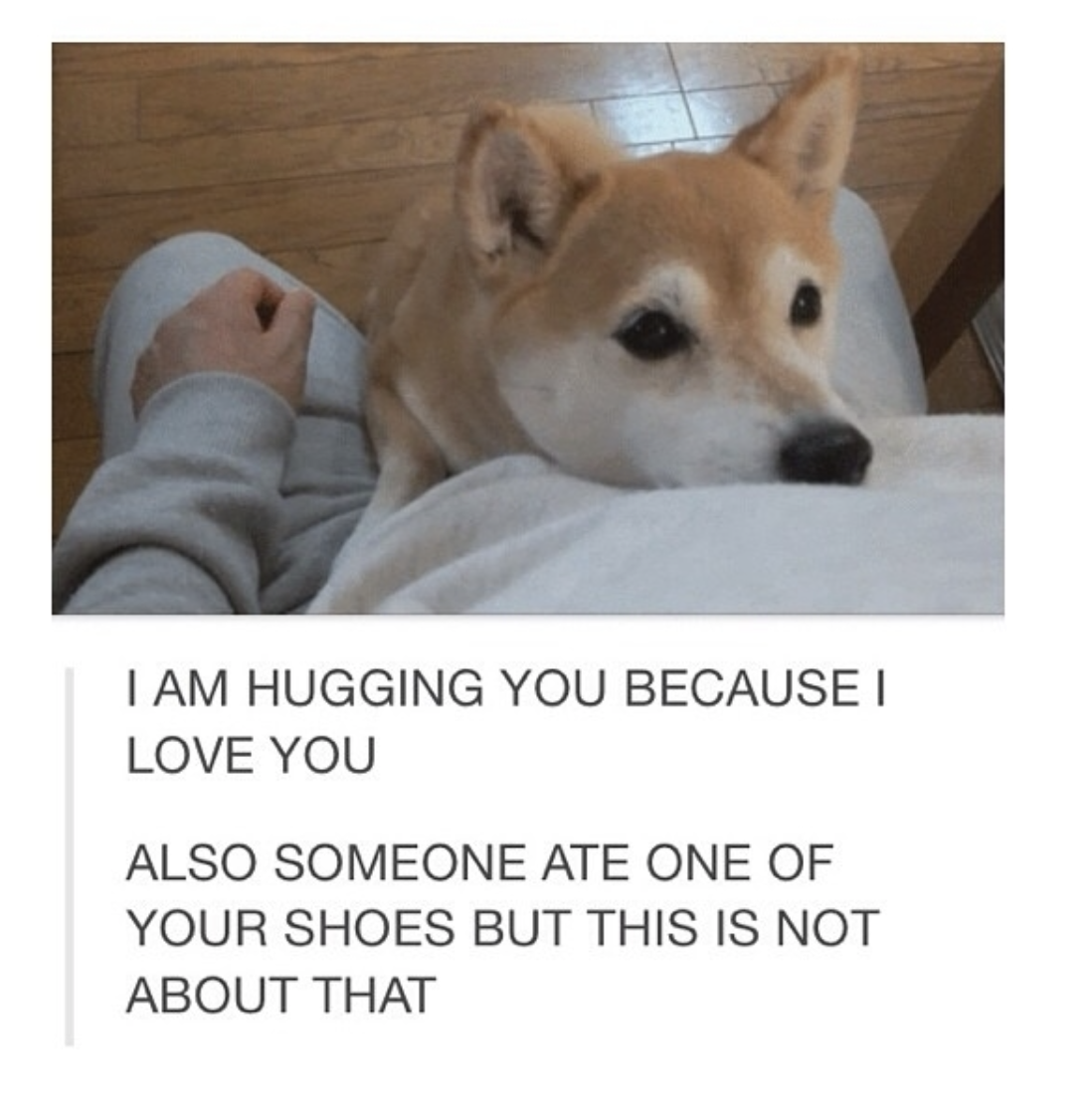 shiba tail wag - I Am Hugging You Because I Love You Also Someone Ate One Of Your Shoes But This Is Not About That