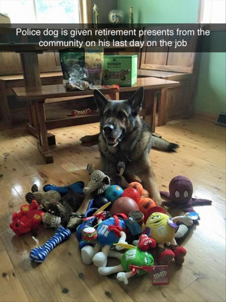 goodest boi - Police dog is given retirement presents from the community on his last day on the job Wo>>>