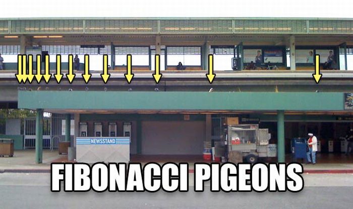 fibonacci pigeons - Newsstande Fibonacci Pigeons