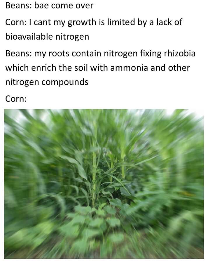 bae come over corn - Beans bae come over Corn I cant my growth is limited by a lack of bioavailable nitrogen Beans my roots contain nitrogen fixing rhizobia which enrich the soil with ammonia and other nitrogen compounds Corn