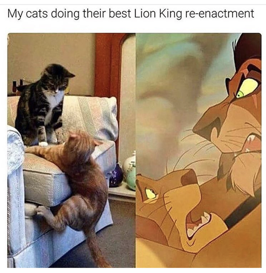 cats lion king meme - My cats doing their best Lion King reenactment