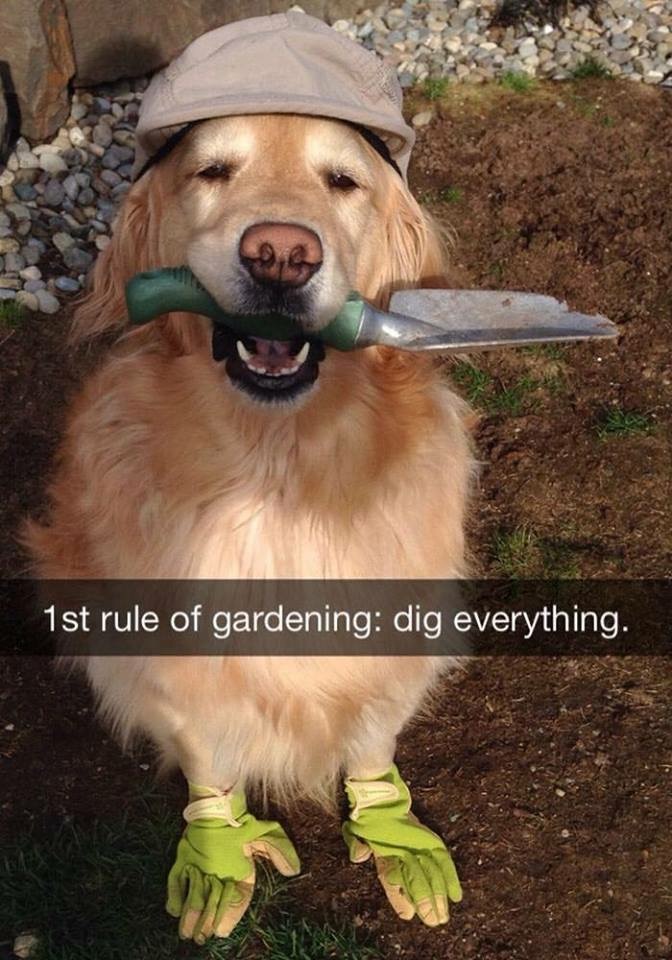 Dog gardener snapchat