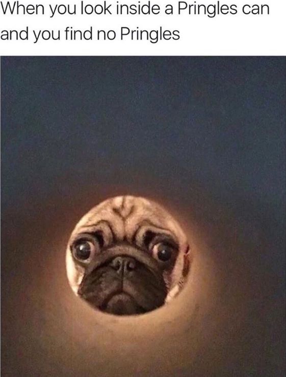 Sad pug looking down into an empty Pringles can