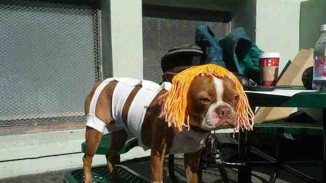 Boxer do wearing a Lilu from Fifth Element costume.
