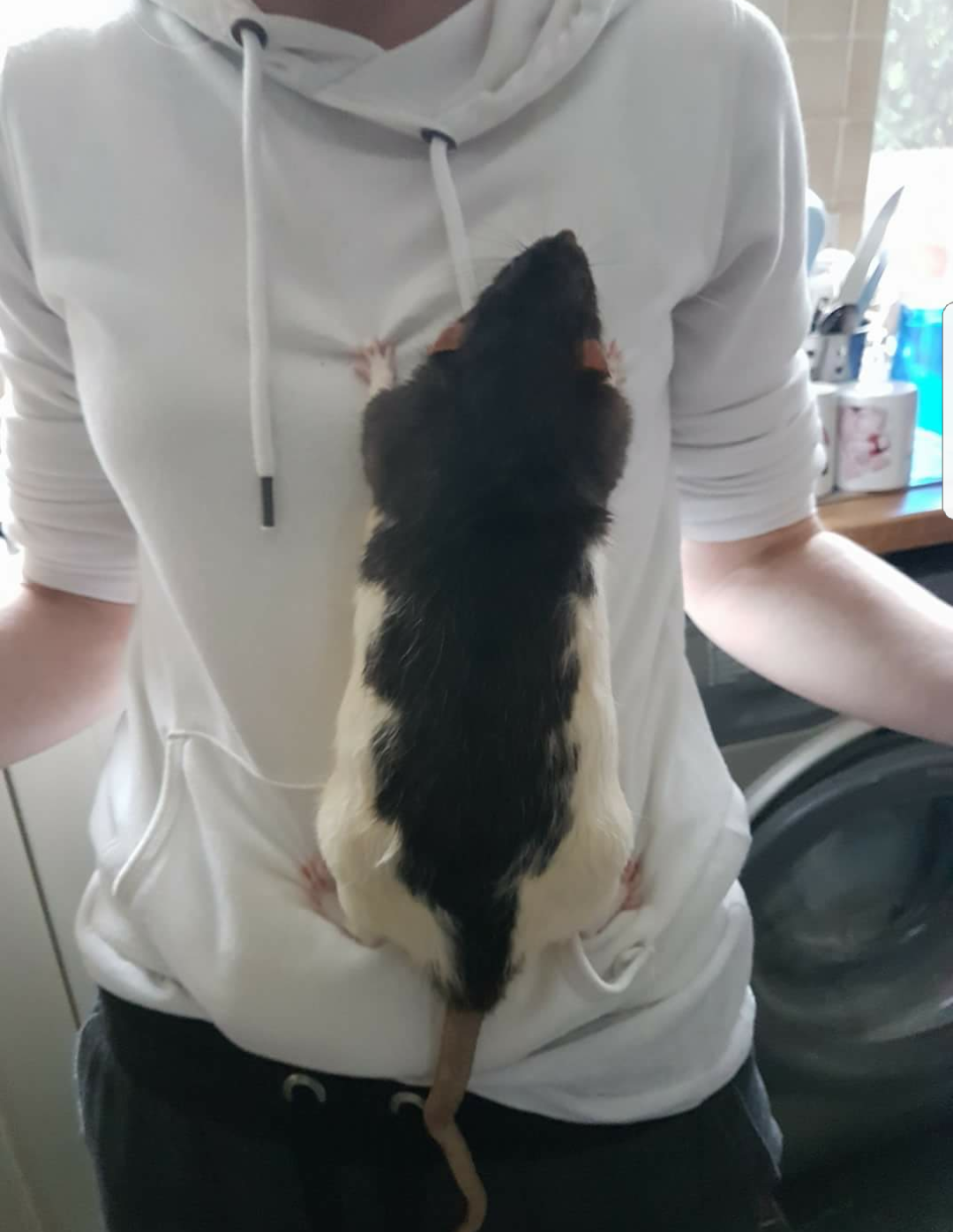 Rat climbing up a woman's shirt