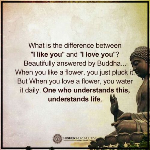 Buddha principles about the difference between I Love You and I Like You