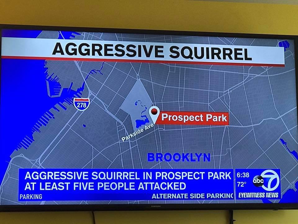 aggressive squirrel brooklyn - Aggressive Squirrel Prospect Park Parkside Ave Brooklyn 72 Aggressive Squirrel In Prospect Park abc At Least Five People Attacked Parking Alternate Side Parking Eyewitness News