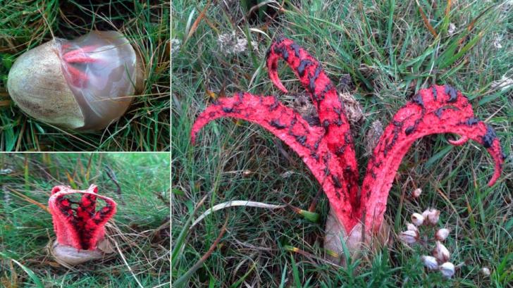 devil's fingers fungus