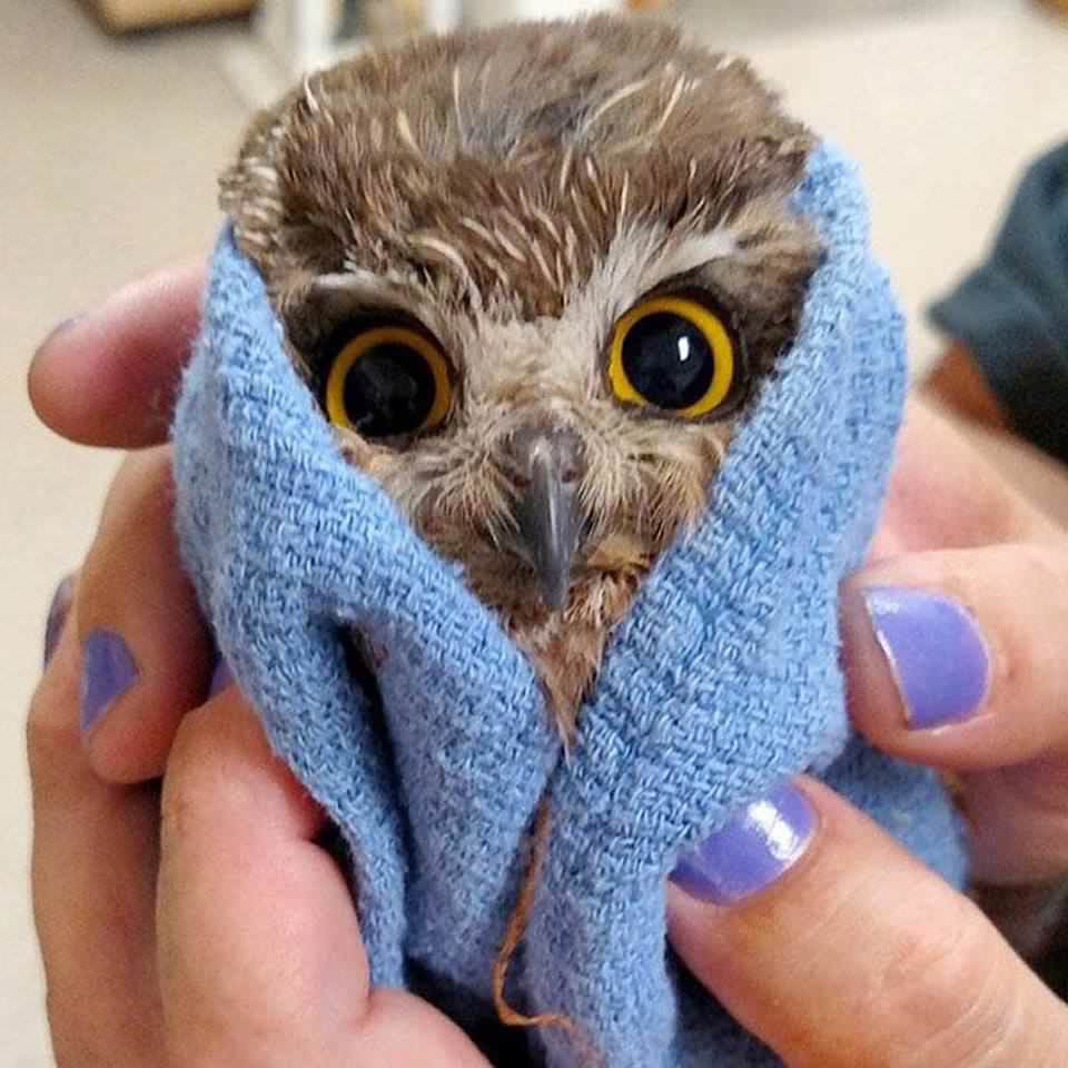 moist owlette