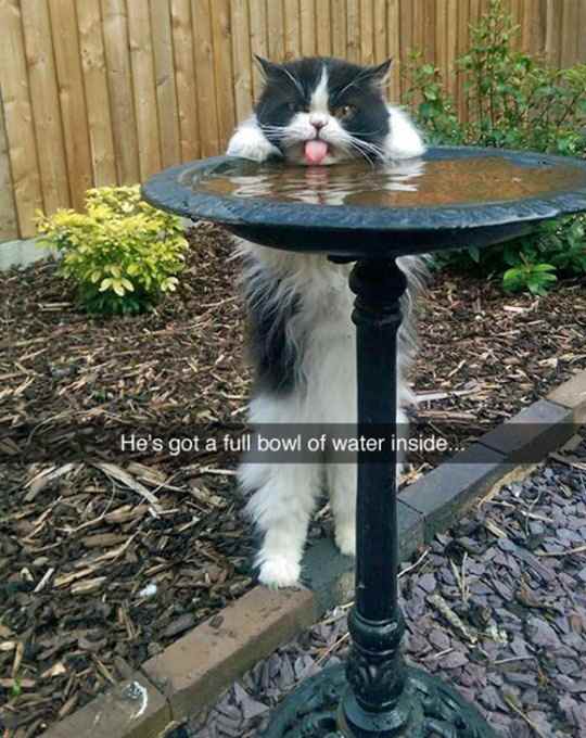 water fountain funny - He's got a full bowl of water inside...